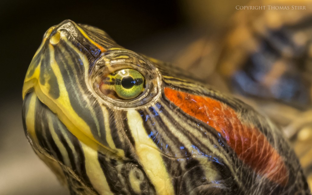 Nikon 1 V2 + Nikon 1 30-110mm f/3.8-5.6, 110mm, f/5.6, 1/40, ISO-1000