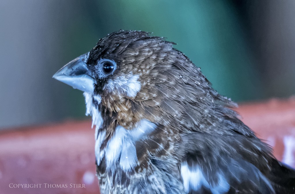 Nikon 1 V2 + Nikon 1 30-110mm f/3.8-5.6, 110mm, f/5.6, 1/40, ISO-2200