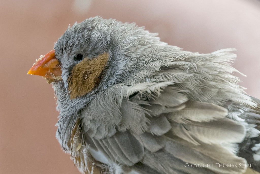 Nikon 1 V2 + Nikon 1 30-110mm f/3.8-5.6, 110mm, f/5.6, 1/160, ISO-1250