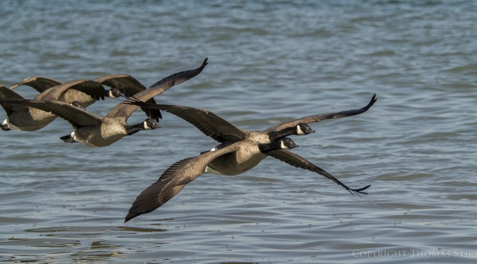 Capturing images of geese in flight
