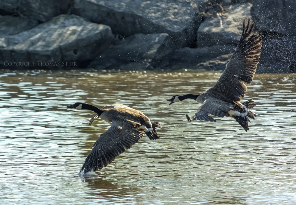 Nikon 1 V2 + FX Nikkor 70-200mm f/4 @ 200mm, efov 540mm, f/5, 1/1600, ISO-160