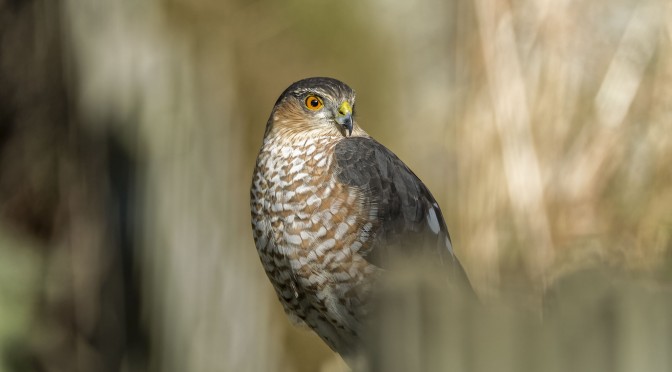 Birds-of-prey visiting my backyard