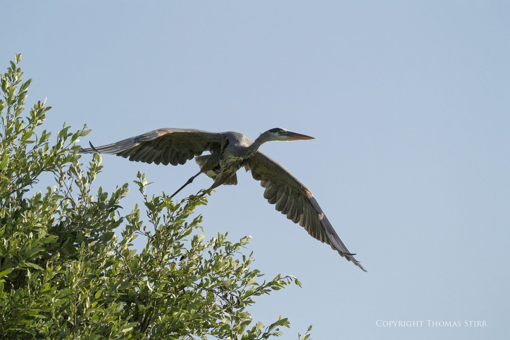 Nikon 1 V2 + 1 Nikon CX 70-300mm f/4.5-5.6 @ 160mm, efov 431mm, f/5.6, 1/4000, ISO-450