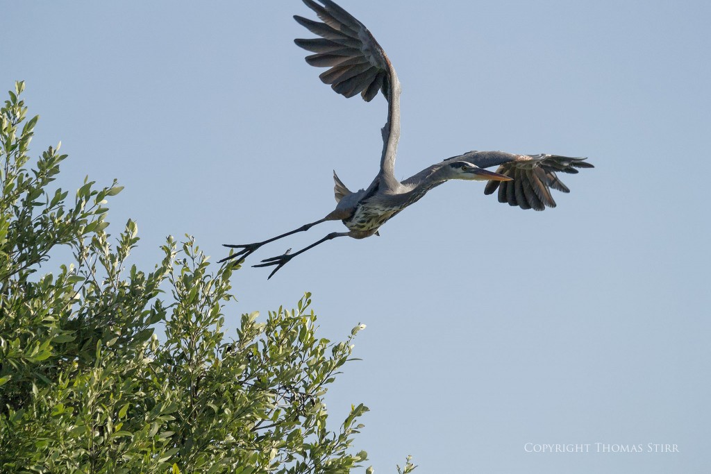 Nikon 1 V2 + 1 Nikon CX 70-300mm f/4.5-5.6 @ 160mm, efov 431mm, f/5.6, 1/4000, ISO-360