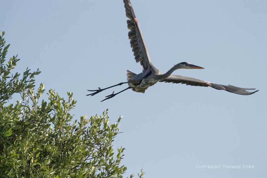 Nikon 1 V2 + 1 Nikon CX 70-300mm f/4.5-5.6 @ 160mm, efov 431mm, f/5.6, 1/4000, ISO-360