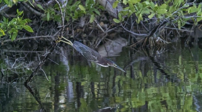 Green Heron fishing and flying at 15fps