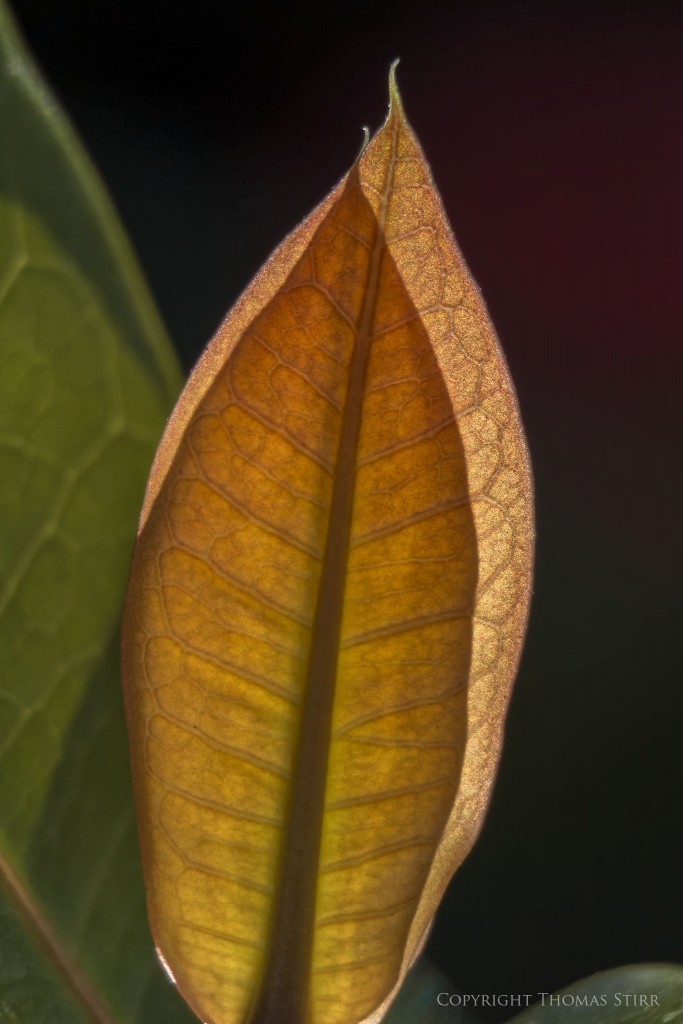 Nikon 1 V2 + 1 Nikon 30-110mm f/3.8-5.6 @ 110mm, efov 297mm, f/5.6, -0.3 step, 1/250, ISO-160
