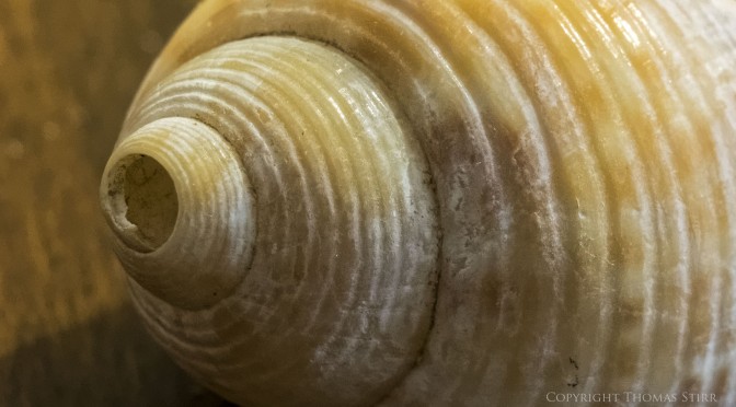 Photographing small sea shells with Nikon 1 J4