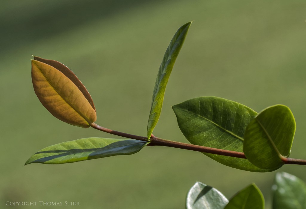 Nikon 1 V2 + 1 Nikon 30-110mm f/3.8-5.6 @ 110mm, efov 297mm, f/8, -0.7 step, 1/640, ISO-160