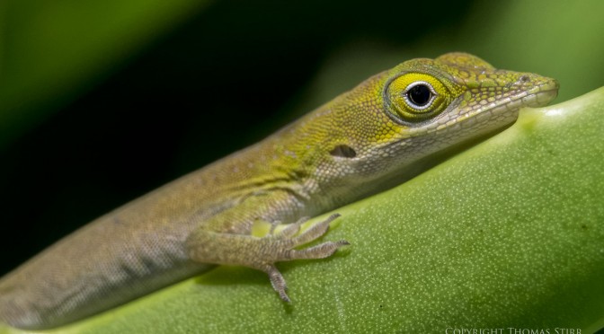 A treasure trove of little lizards