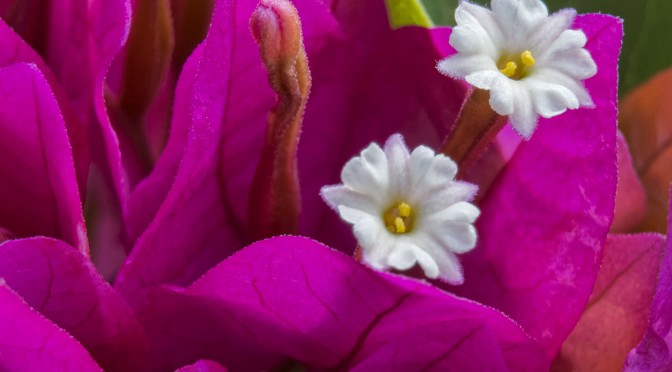 Tropical flowers and foliage in Cuba