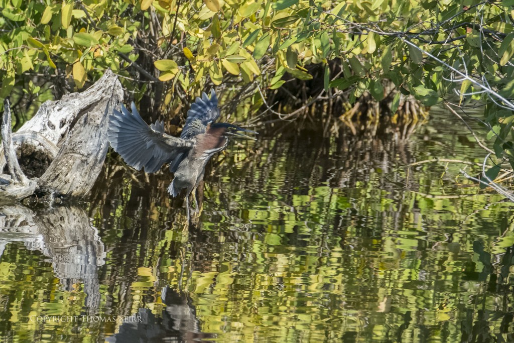 Nikon 1 V2 + 1 Nikon CX 70-300mm f/4.5-5.6 @ 300mm, efov 810mm, f/5.6, 1/3200, ISO-1250