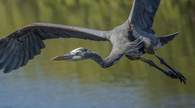 Great blue heron in flight at 15fps