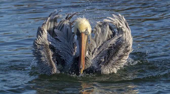 Photographing pelicans with Nikon 1