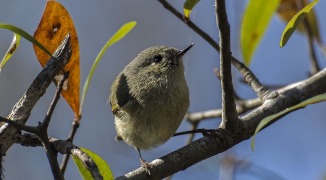 Ruby-Crowned Kinglet
