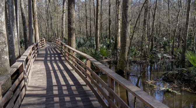 Francis Beider Forest at Four Holes Swamp
