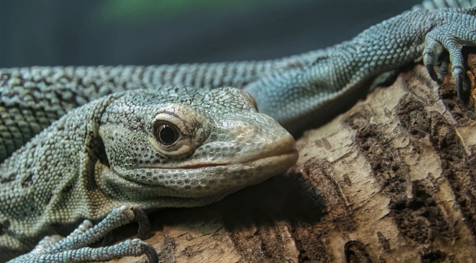Photographing reptiles behind glass