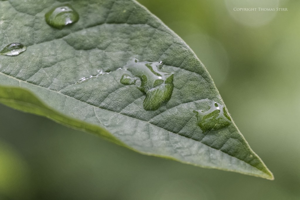 Nikon 1 J5 + 1 Nikon 30-110mm f/3.8-5.6 @ 110mm, f/5.6, 1/1000, ISO-1000, shot with extension tubes