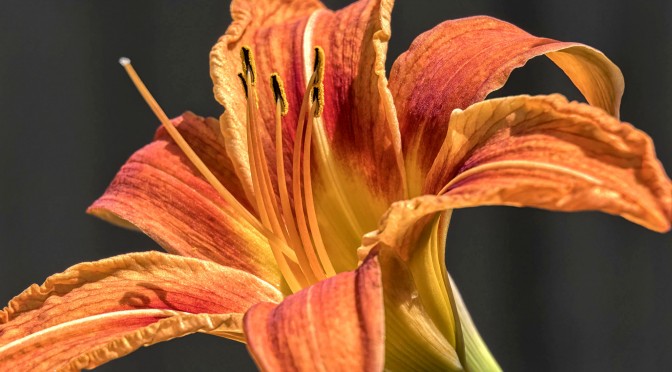 Nikon flower photography with FX and CX