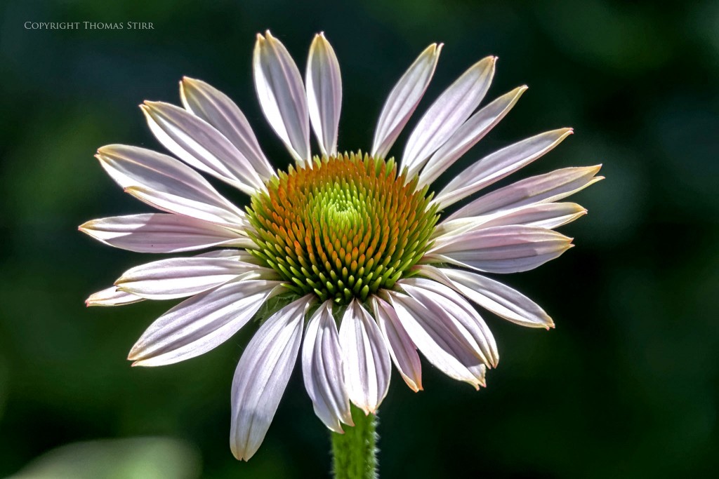 Nikon 1 J5 + 1 Nikon 30-110mm f/3.8-5.6 @ 110mm, f/5.6, 1/1000, ISO-400, shot with extension tubes