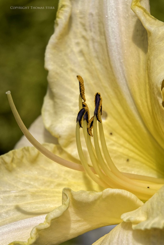 Nikon 1 J5 + 1 Nikon 30-110mm f/3.8-5.6 @ 110mm, f/6.3, 1/1000, ISO-160, shot with extension tubes