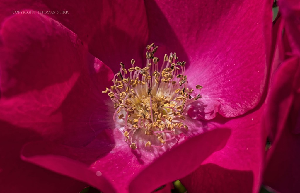 Nikon 1 J5 + 1 Nikon 30-110mm f/3.8-5.6 @ 110mm, f/5.6, 1/1000, ISO-280, shot with extension tubes