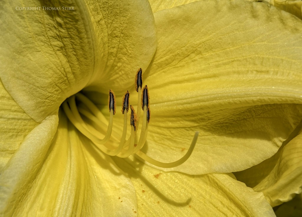 Nikon 1 J5 + 1 Nikon 30-110mm f/3.8-5.6 @ 110mm, f/6.3, 1/1000, ISO-160, shot with extension tubes