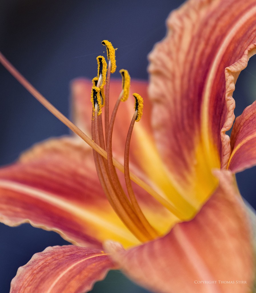 Nikon D800 + Nikkor 70-200mm f/4 @ 340mm (1.7X Nikkor teleconverter used), f/10, 1/400, ISO-1000