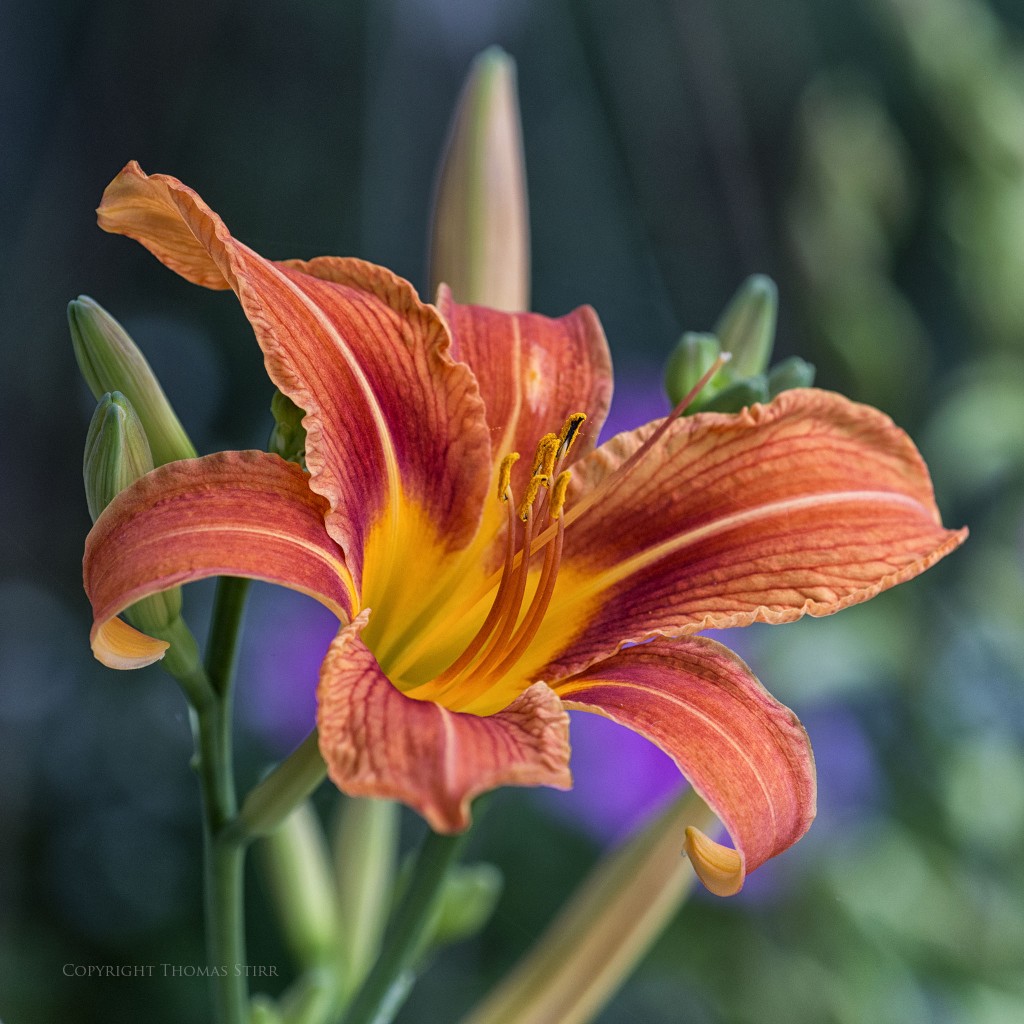 Nikon D800 + Nikkor 70-200mm f/4 @ 190mm, f/8, 1/250, ISO-1000