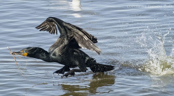 Cormorants taking off from water