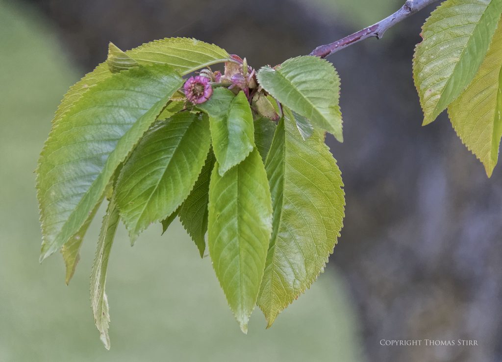 Nikon 1 J5 + 1 Nikon 10-100mm f/4.-56 @ 100mm, efov 270mm, f/5.6, 1/80, ISO-160