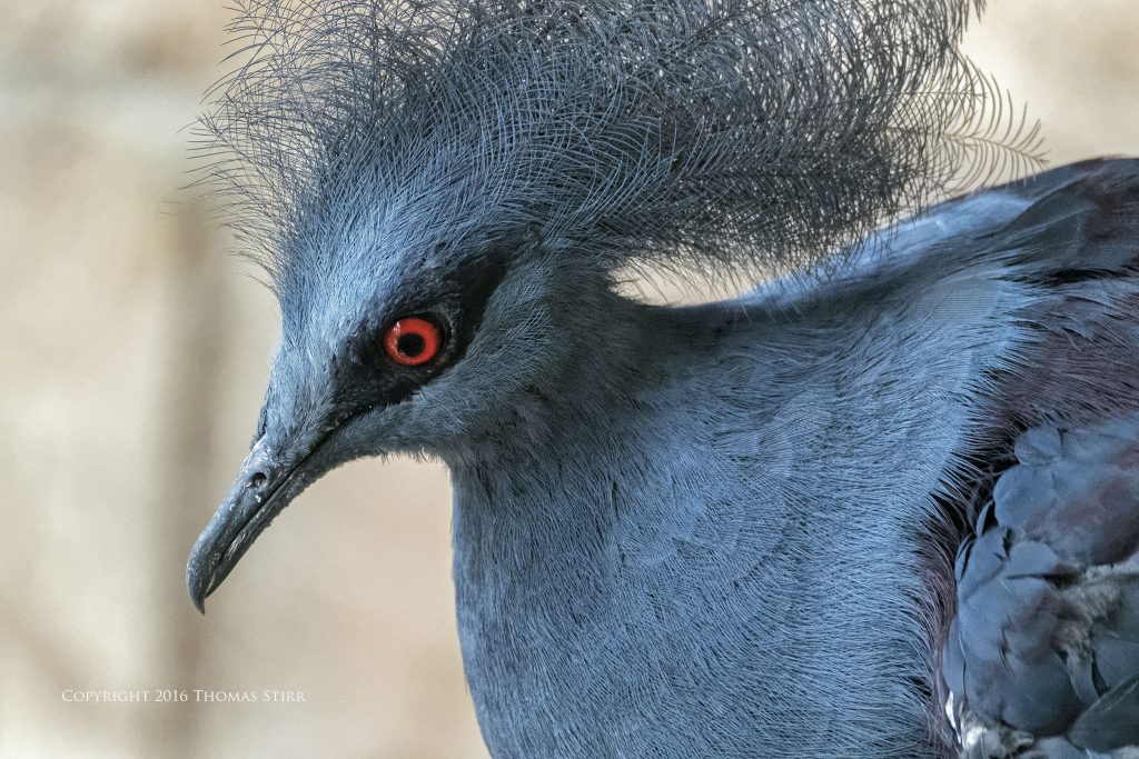 Nikon 1 J5 + 1 Nikon CX 70-300mm f/4.5-5.6 @ 300mm, efov 810mm, f/5.6, 1/500, ISO-6400
