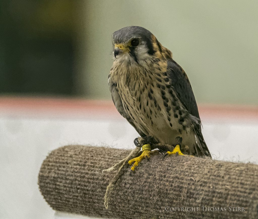 Nikon 1 V2 + 1 Nikon CX 70-300mm f/4.5-5.6 @ 300mm, efov 810mm, f/5.6, 1/160, ISO-3200