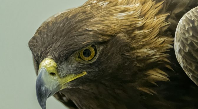 Raptorfest 2016