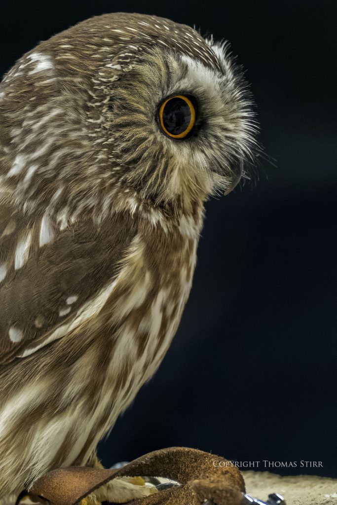 Nikon 1 V2 + 1 Nikon CX 70-300mm f/4.5-5.6 @ 300mm, efov 810mm, f/5.6, 1/50, ISO-3200