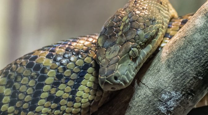 Nikon 1 J5 Reptile Images