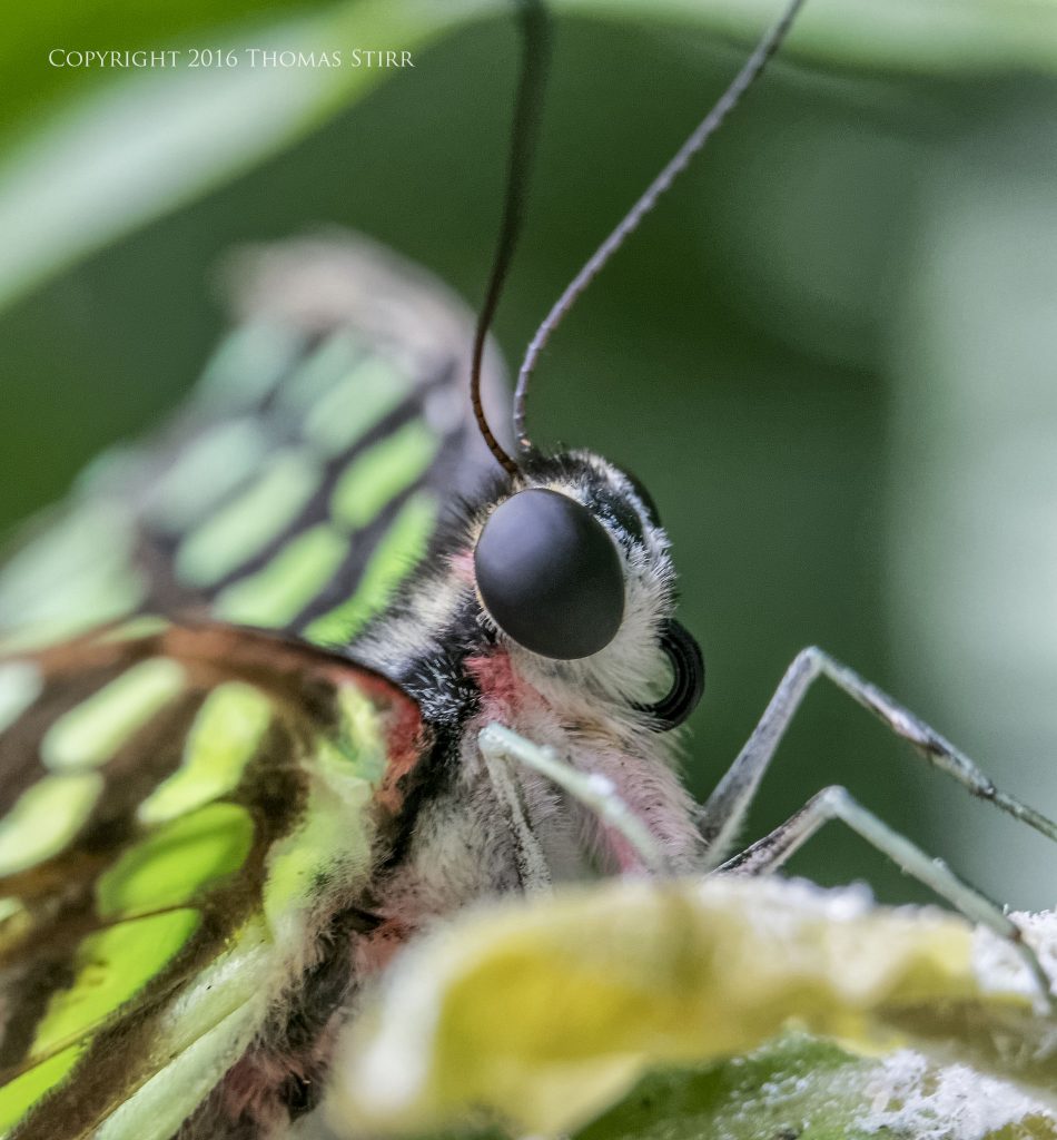 Nikon 1 J5 + 1 Nikon 30-110mm f/3.8-5.6 @ 59mm efov 160mm, f/5.6, 1/160, ISO-2000, with MOVO extension tube(s)