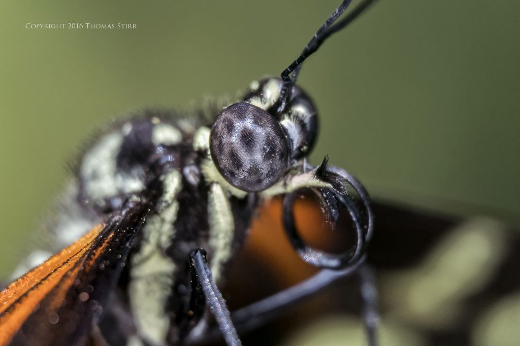 Nikon 1 J5 + 1 Nikon 30-110mm f/3.8-5.6 @ 80mm efov 216mm, f/5.6, 1/250, ISO-900, with MOVO extension tube(s)