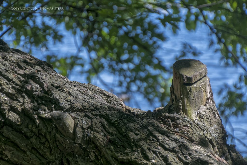 Nikon 1 J5 + 1 Nikon 10-100mm f/4-5.6 @ 74mm, efov 198mm, f/5.6, 1/250, ISO-160