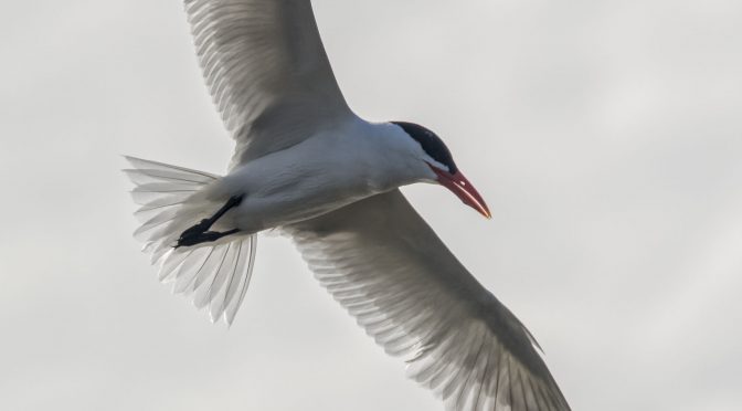 Nikon 1 J5 Bird Images