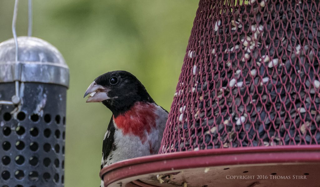 Nikon 1 J5 + 1 Nikon CX 70-300mm f/4.5-5.6 @ 300mm, efov 810mm, f/5.6, 1/640, ISO-2200
