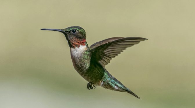 Hummingbird in flight with Nikon 1 J5