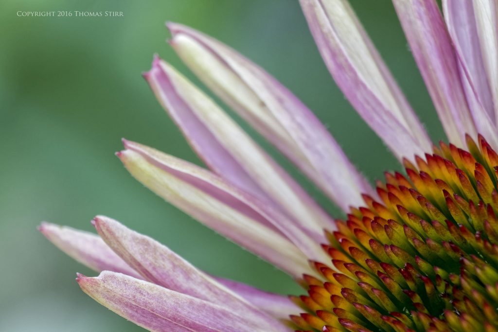 Nikon 1 J5 + 1 Nikon 30-110mm f/3.8-5.6 @ 110mm, efov 297mm, f/8, 1/125, ISO-400, 21mm MOVO extension tube
