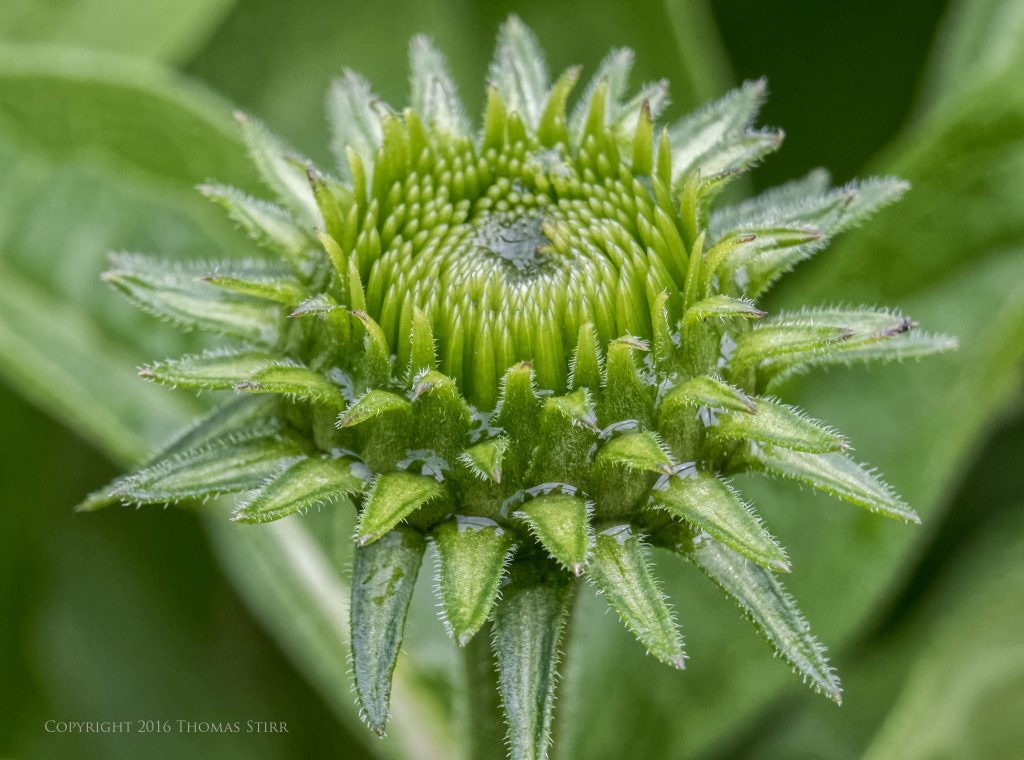Nikon 1 J5 + 1 Nikon 30-110mm f/3.8-5.6 @ 62mm, efov 166mm, f/8, 1/320, ISO-1600, 21mm MOVO extension tube