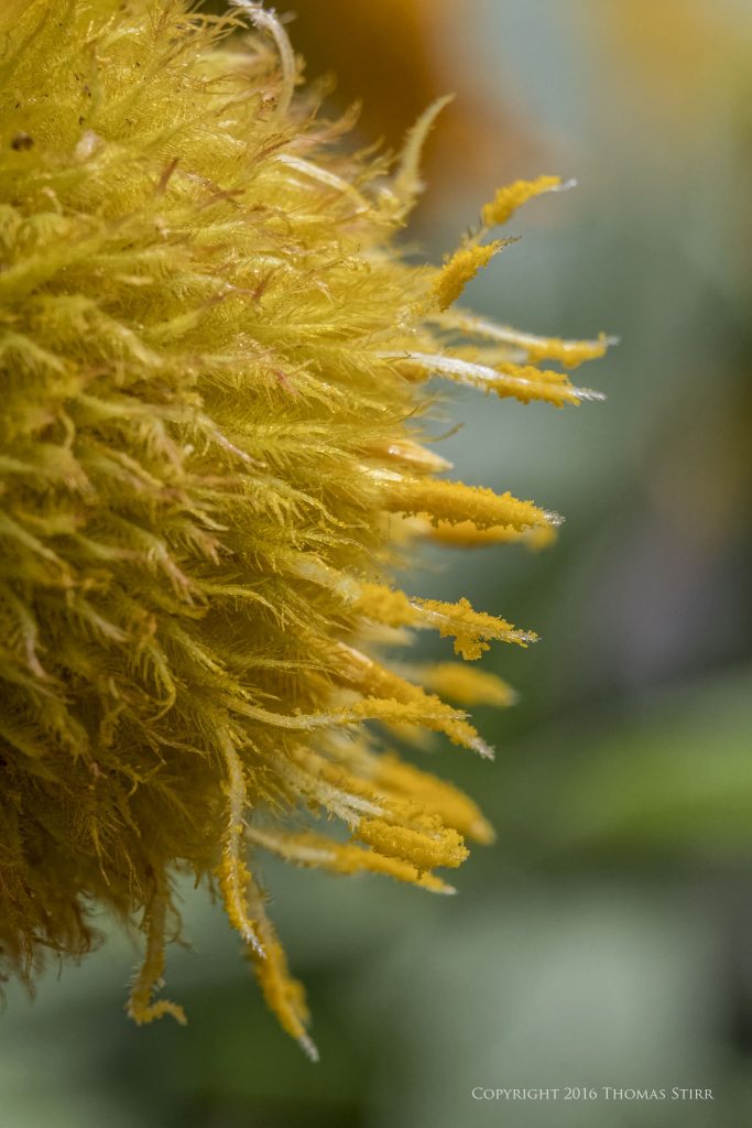 Nikon 1 J5 + 1 Nikon 30-110mm f/3.8-5.6 @ 57mm, efov 154mm, f/8, 1/500, ISO-800, 21mm MOVO extension tube