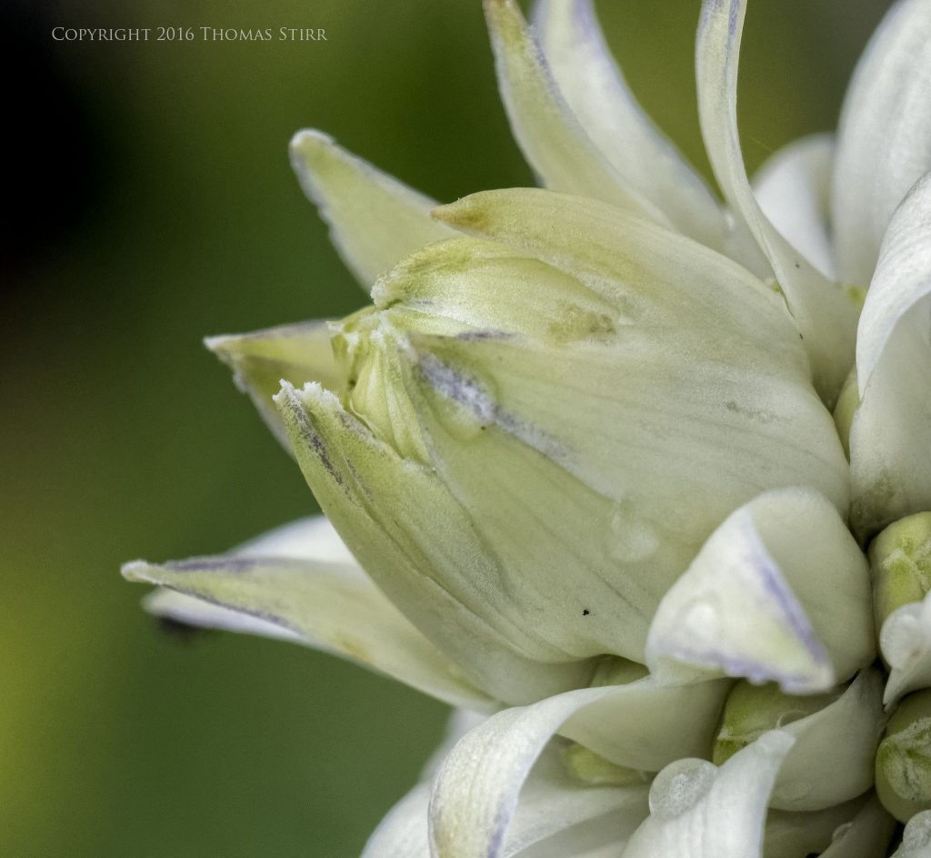 Nikon 1 J5 + 1 Nikon 30-110mm f/3.8-5.6 @ 86mm, efov 233mm, f/8, 1/1250, ISO-1600, 21mm MOVO extension tube