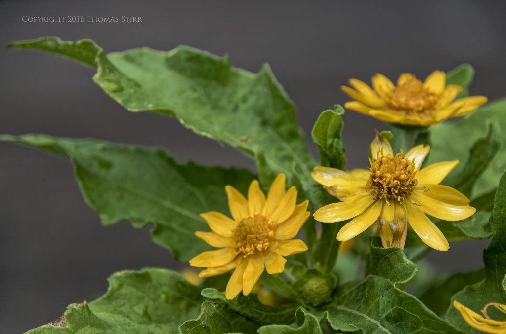 Nikon 1 J5 + 1 Nikon 10-100mm f/4-5.6 @ 100mm, efov 270mm, f/5.6, 1/500, ISO-360