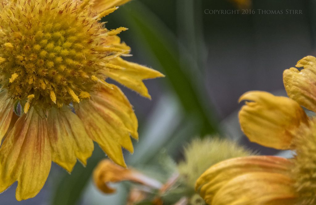 Nikon 1 J5 + 1 Nikon 10-100mm f/4-5.6 @ 100mm, efov 270mm, f/5.6, 1/500, ISO-560