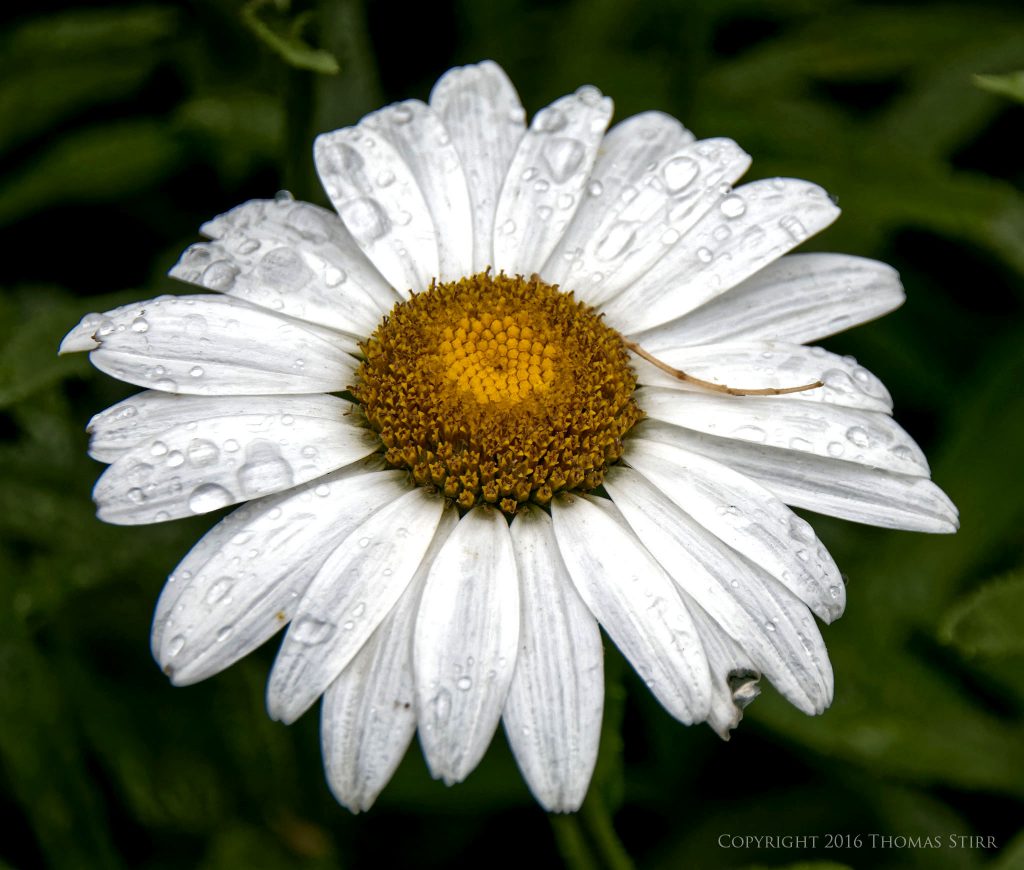 Nikon 1 J5 + 1 Nikon 10-100mm f/4-5.6 @ 100mm, efov 270mm, f/5.6, 1/500, ISO-160