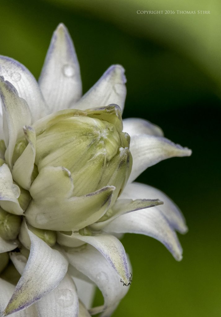 Nikon 1 J5 + 1 Nikon 30-110mm f/3.8-5.6 @ 77mm, efov 208mm, f/8, 1/1250, ISO-1600, 21mm MOVO extension tube